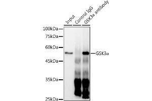 Immunoprecipitation analysis of 300 μg extracts of HeLa cells using 3 μg GSK3α antibody (ABIN7267467). (GSK3 alpha Antikörper)