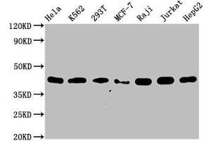 Western Blot Positive WB detected in: Hela whole cell lysate, K562 whole cell lysate, 293T whole cell lysate, MCF-7 whole cell lysate, Raji whole cell lysate, Jurkat whole cell lysate, HepG2 whole cell lysate All lanes: hnRNP C1 + C2 antibody at 0. (Rekombinanter HNRNPC Antikörper)
