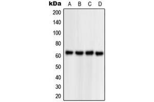 Western blot analysis of NPAS1 expression in HEK293T (A), Jurkat (B), Raw264. (NPAS1 Antikörper  (C-Term))