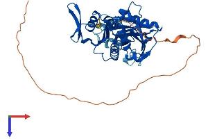RIMKLA Protein (AA 1-380) (His tag)