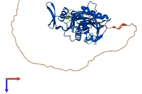RIMKLA Protein (AA 1-380) (His tag)