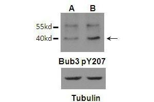 Western blot analysis of Bub3 (Phospho-Tyr207)Antibody (arrow indicated) in U87 (A) and U87 EGFRvIII (B) cells in Mitosis. (BUB3 Antikörper  (pTyr207))