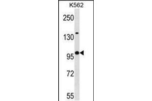 Western blot analysis in K562 cell line lysates (35ug/lane). (Kelch-Like 4 Antikörper  (N-Term))