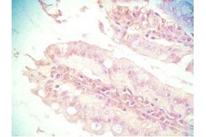 Immunohistochemistry (IHC) image for anti-Peptide YY (PYY) (AA 3-36) antibody (ABIN2871465)