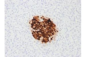 Formalin-fixed, paraffin-embedded human Pancreas stained with Insulin Mouse Recombinant Monoclonal Antibody (rIRDN/805). (Rekombinanter Insulin Antikörper)