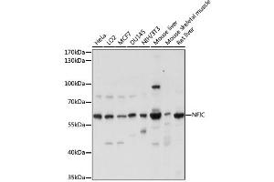 Western blot analysis of extracts of various cell lines, using NFIC antibody. (NFIC Antikörper)
