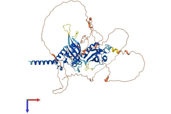 SIM2 Protein (AA 1-667) (His tag)