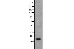 Western blot analysis of Ribosomal Protein S13 using 3T3 whole cell lysates (RPS13 Antikörper  (Internal Region))