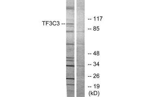 Western Blotting (WB) image for anti-General Transcription Factor IIIC, Polypeptide 3, 102kDa (GTF3C3) (N-Term) antibody (ABIN1850126) (GTF3C3 Antikörper  (N-Term))