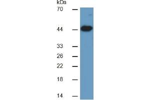 Western Blotting (WB) image for Creatine Kinase, Muscle (CKM) ELISA Kit (ABIN6574139)