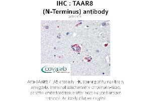 Image no. 1 for anti-Trace Amine Associated Receptor 8 (TAAR8) (Extracellular Domain), (N-Term) antibody (ABIN1739867) (Trace Amine Associated Receptor 8 (TAAR8) (Extracellular Domain), (N-Term) Antikörper)