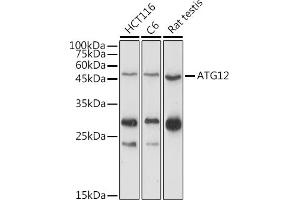 Western blot analysis of extracts of various cell lines, using  antibody (ABIN7265789) at 1:1000 dilution. (ATG12 Antikörper  (AA 1-74))
