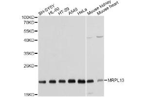 Western blot analysis of extracts of various cell lines, using MRPL13 antibody. (MRPL13 Antikörper)