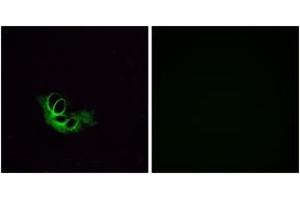 Immunofluorescence analysis of HeLa cells, using OR56A1 Antibody. (OR56A1 Antikörper  (AA 241-290))