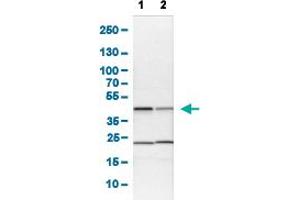 Western Blot analysis of (1) NIH-3T3 cell lysate (Mouse embryonic fibroblast cells), and (2) NBT-II cell lysate (Rat Wistar bladder tumour cells). (QKI Antikörper  (AA 163-311))