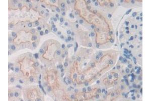 Immunohistochemistry (IHC) image for anti-Fibulin 1 (FBLN1) (AA 347-521) antibody (ABIN1175708)