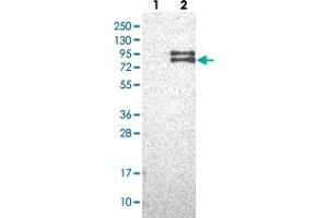 Western blot analysis of Lane 1: Negative control (vector only transfected HEK293T lysate), Lane 2: Over-expression Lysate (Co-expressed with a C-terminal myc-DDK tag (~3. (FOXRED2 Antikörper)