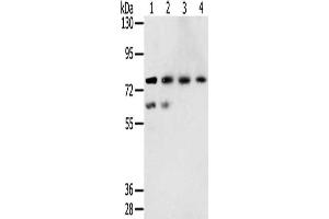 Gel: 6 % SDS-PAGE, Lysate: 40 μg, Lane 1-4: A549 cells, hepg2 cells, lovo cells, A431 cells, Primary antibody: ABIN7131407(TMPRSS7 Antibody) at dilution 1/250, Secondary antibody: Goat anti rabbit IgG at 1/8000 dilution, Exposure time: 5 minutes (TMPRSS7 Antikörper)