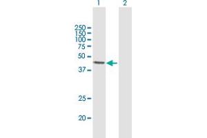 Western Blot analysis of ALKBH1 expression in transfected 293T cell line by ALKBH1 MaxPab polyclonal antibody.