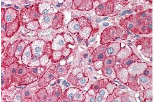 Human Adrenal (formalin-fixed, paraffin-embedded) stained with APOA2 antibody ABIN337192 at 5 ug/ml followed by biotinylated anti-goat IgG secondary antibody ABIN481715, alkaline phosphatase-streptavidin and chromogen. (APOA2 Antikörper)