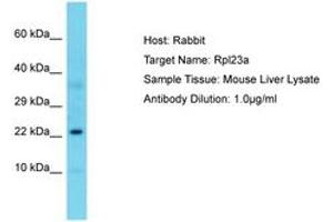Image no. 1 for anti-Ribosomal Protein L23A (RPL23A) (C-Term) antibody (ABIN6750306) (RPL23A Antikörper  (C-Term))