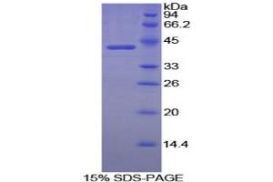 SDS-PAGE analysis of Dog Creatine Kinase, Brain Protein.