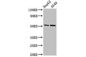 Western Blot Positive WB detected in: HepG2 whole cell lysate, A549 whole cell lysate All lanes: GLRA1 antibody at 2. (GLRA1 Antikörper  (AA 23-113))