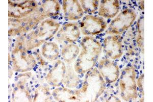 Anti- CYP1A1 Picoband antibody,IHC(F) IHC(F): Mouse Kidney Tissue (CYP1A1 Antikörper  (AA 183-320))