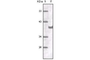 Western blot analysis using CD31 mouse mAb against truncated CD31 recombinant protein. (CD31 Antikörper)