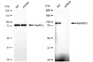 Western blotting analysis using MAGED1 antibody (ABIN7799360). (MAGED1 Antikörper)