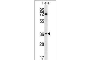 NUP35 Antibody (C-term) (ABIN656791 and ABIN2846010) western blot analysis in Hela cell line lysates (35 μg/lane). (NUP35 Antikörper  (C-Term))