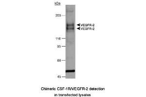 Image no. 1 for anti-Fms-Related tyrosine Kinase 1 (VEGFR1) (FLT1) (AA 800-900), (Internal Region) antibody (ABIN363475) (FLT1 Antikörper  (Internal Region))