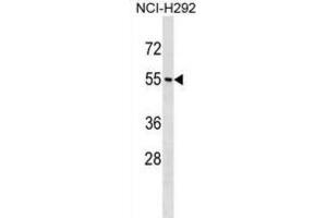 Western Blotting (WB) image for anti-Neuropeptide Y Receptor Y1 (NPY1R) antibody (ABIN5020080) (NPY1R Antikörper)