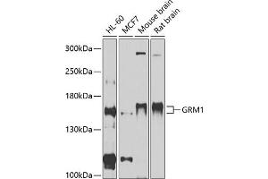 Western blot analysis of extracts of various cell lines, using GRM1 antibody (ABIN6128230, ABIN6141420, ABIN6141422 and ABIN6215225) at 1:1000 dilution. (Metabotropic Glutamate Receptor 1 Antikörper  (AA 920-1140))