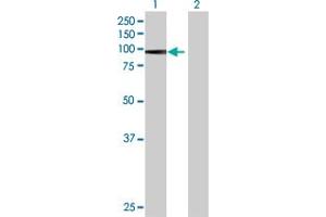 Western Blot analysis of PRDM1 expression in transfected 293T cell line by PRDM1 MaxPab polyclonal antibody. (PRDM1 Antikörper  (AA 1-789))