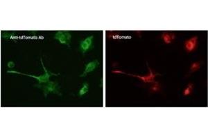 Immunofluorescence (IF) image for anti-tdTomato Fluorescent Protein (tdTomato) antibody (ABIN6254170) (tdTomato Antikörper)