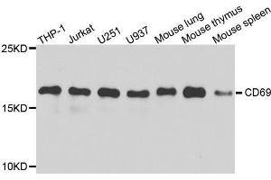 Western blot analysis of extracts of various cell lines, using CD69 antibody. (CD69 Antikörper  (AA 62-199))