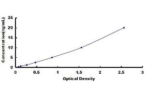 Double C2-Like Domains, beta (DOC2B) ELISA Kit