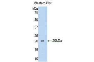 Western Blotting (WB) image for anti-Phospholipase A1 Member A (PLA1A) (AA 309-452) antibody (ABIN1860249)