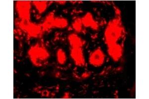 Immunofluorescence (IF) image for anti-Tripartite Motif Containing 5 (TRIM5) (C-Term) antibody (ABIN1030774) (TRIM5 Antikörper  (C-Term))