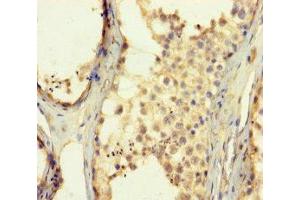 Immunohistochemistry of paraffin-embedded human testis tissue using ABIN7176323 at dilution of 1:100 (ZNF454 Antikörper  (AA 301-522))
