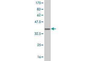 Western Blot detection against Immunogen (33. (HEYL Antikörper  (AA 1-70))