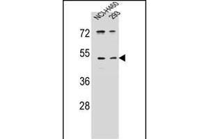 UN Antibody (C-term) (ABIN655686 and ABIN2845145) western blot analysis in NCI-,293 cell line lysates (35 μg/lane).