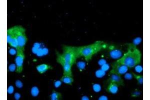 Immunofluorescence (IF) image for anti-Chromosome 20 Open Reading Frame 30 (C20orf30) antibody (ABIN1498765) (C20orf30 Antikörper)