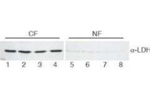 Western Blotting (WB) image for anti-Lactate Dehydrogenase (LDH) antibody (HRP) (ABIN5596934)