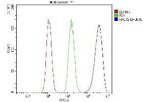 anti-APEX Nuclease (Apurinic/apyrimidinic Endonuclease) 2 (APEX2) (AA 102-210) antibody