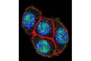 Immunofluorescence (IF) image for anti-Glyceraldehyde-3-Phosphate Dehydrogenase (GAPDH) (AA 233-259), (C-Term) antibody (ABIN392354)
