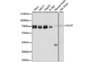 DLAT Antikörper