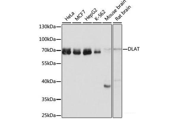DLAT Antikörper