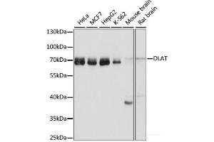 Western blot analysis of extracts of various cell lines using DLAT Polyclonal Antibody at dilution of 1:1000. (DLAT Antikörper)